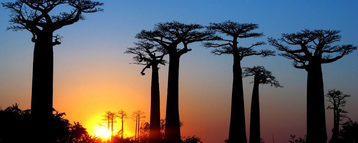 baobab avenue morondava