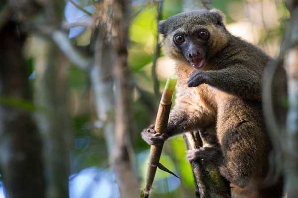 golden_bamboo_lemur_in_ranomafana