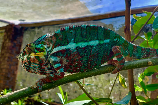 madagascar_reptiles
