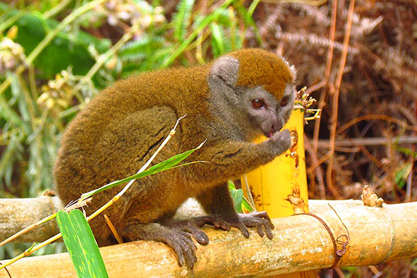 ranomafana_hapalemur